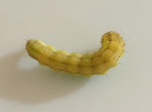 Helicoverpa armigera